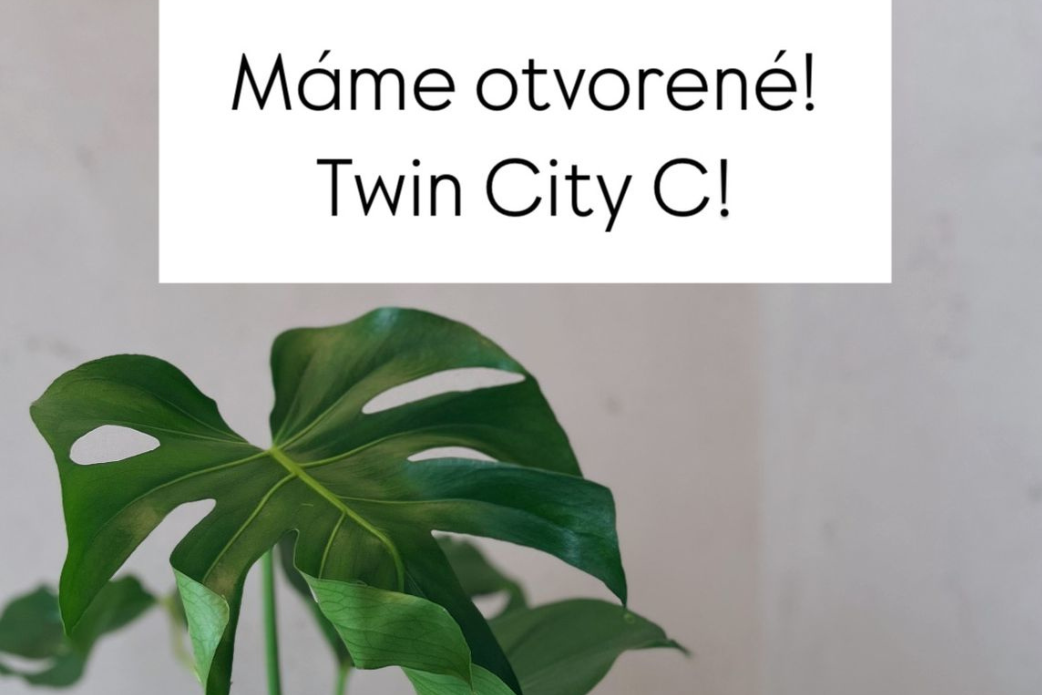 mame otvorene florista twincity